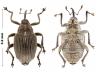 Ceutorhynchus sp.